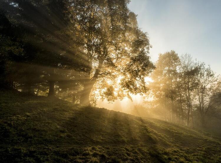 sun peeking through trees